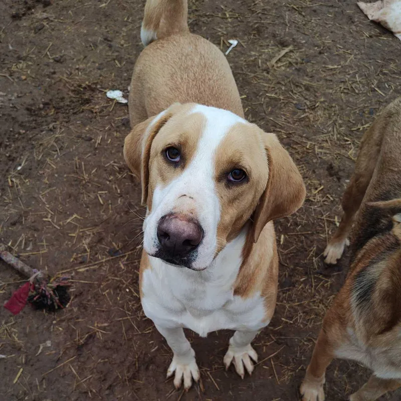 An adult medium-sized male Yellow / Tan / Blond / Fawn Labrador Retriever dog named Tucker for adoption in Paradise, TX
