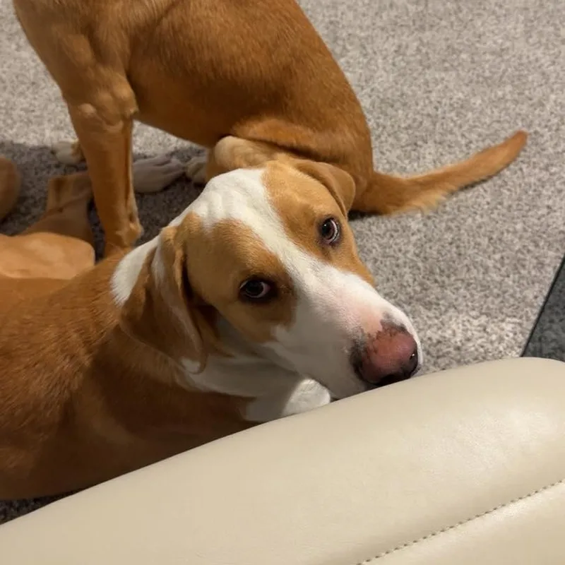 Tucker thumbnail 2