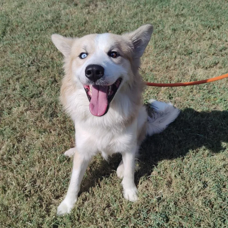 An adult medium-sized male White / Cream Mixed Breed dog named Lucky Charms for adoption in Chattanooga, TN