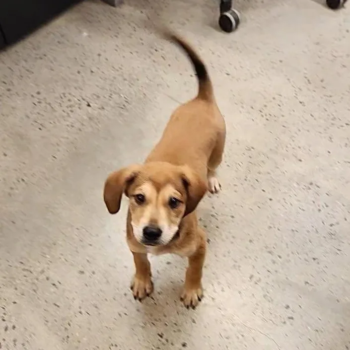 A baby medium-sized male Apricot / Beige Hound dog named Taz for adoption in New Rochelle, NY
