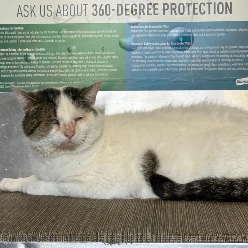 An adult medium-sized male Tortoiseshell Domestic Short Hair cat named Alpert for adoption in Lancaster, OH