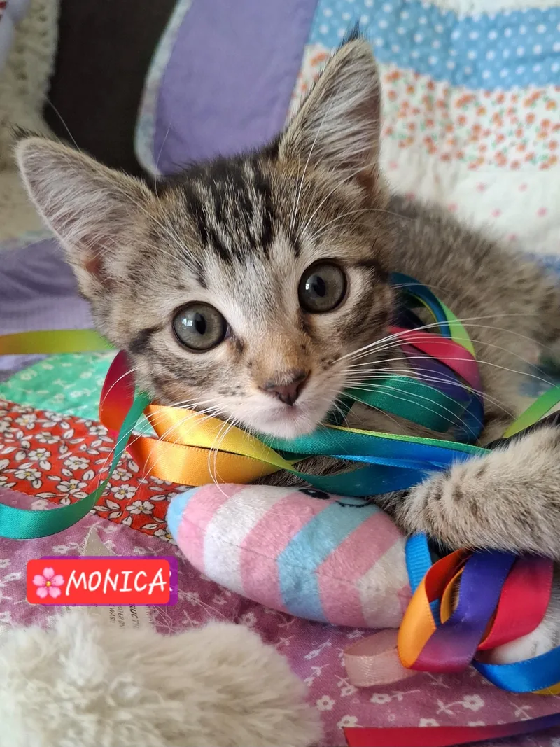 Monica thumbnail 2