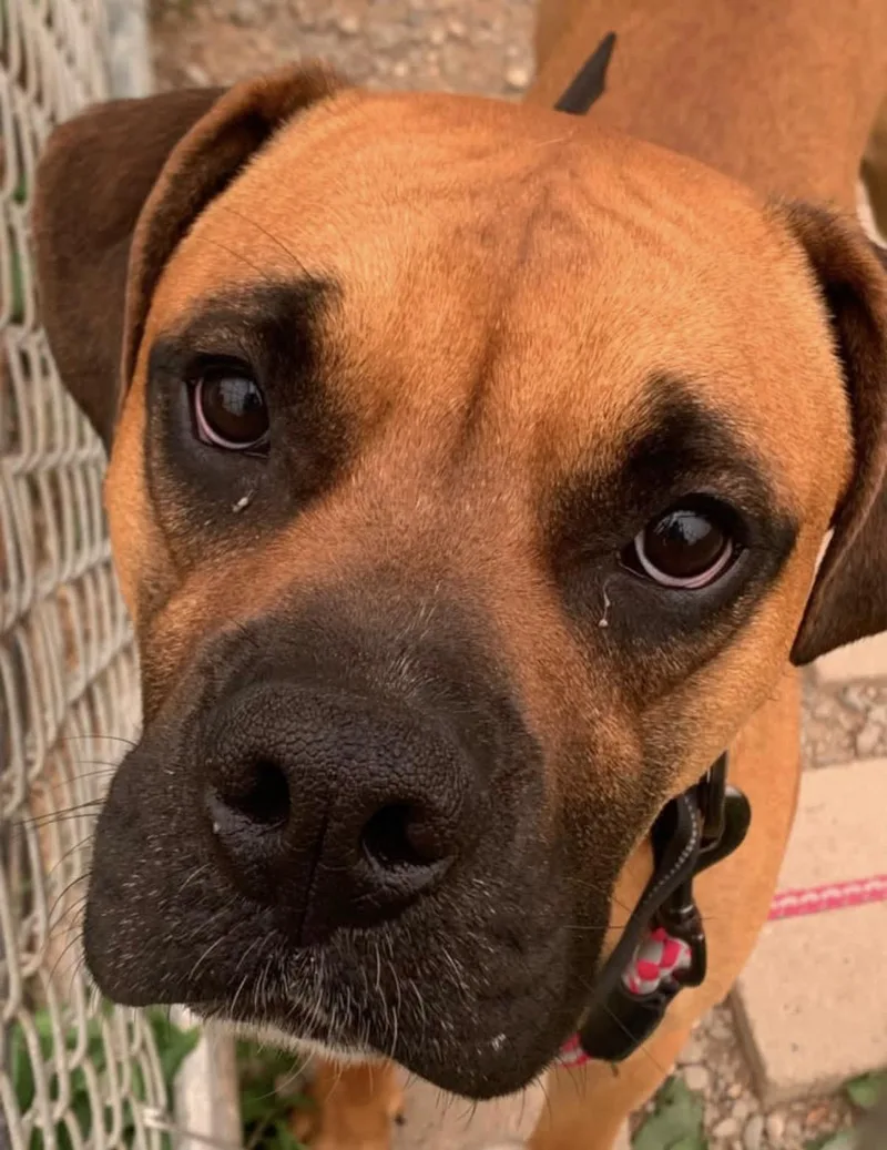 An adult large-sized male Brown / Chocolate Boxer dog named Goose for adoption in Towanda, PA