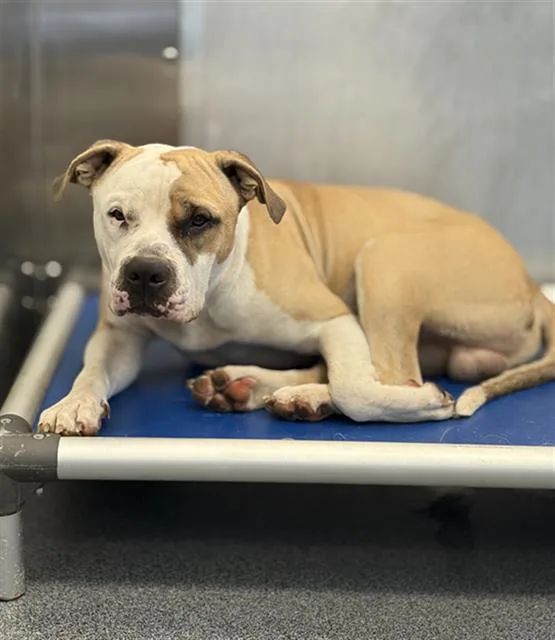 A young large-sized male Mixed Breed dog named Bodie for adoption in Dallas, TX
