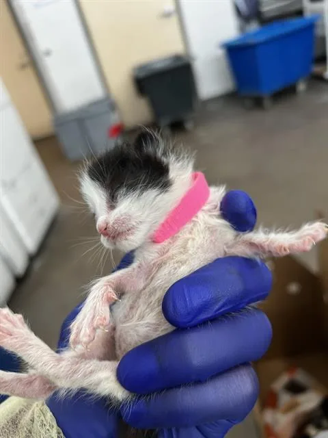 A baby medium-sized female Domestic Medium Hair cat named Fergie for adoption in Dallas, TX