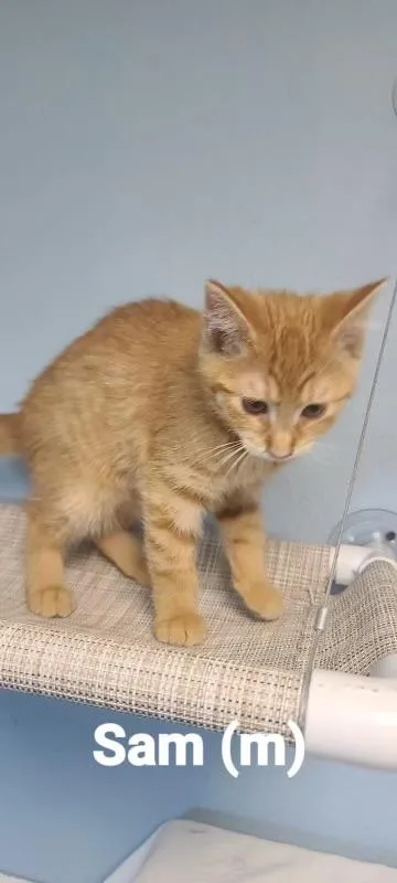 A young small-sized male Domestic Short Hair cat named Sam for adoption in Beatrice, NE