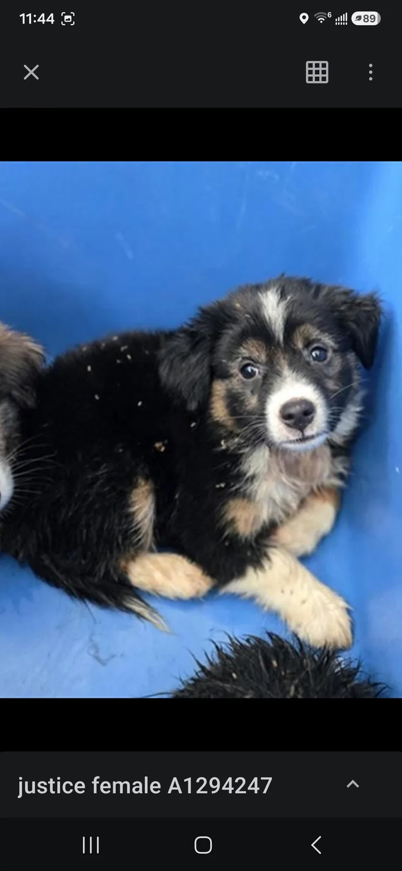 A baby medium-sized female Mixed Breed dog named Justice for adoption in Holbrook, NY