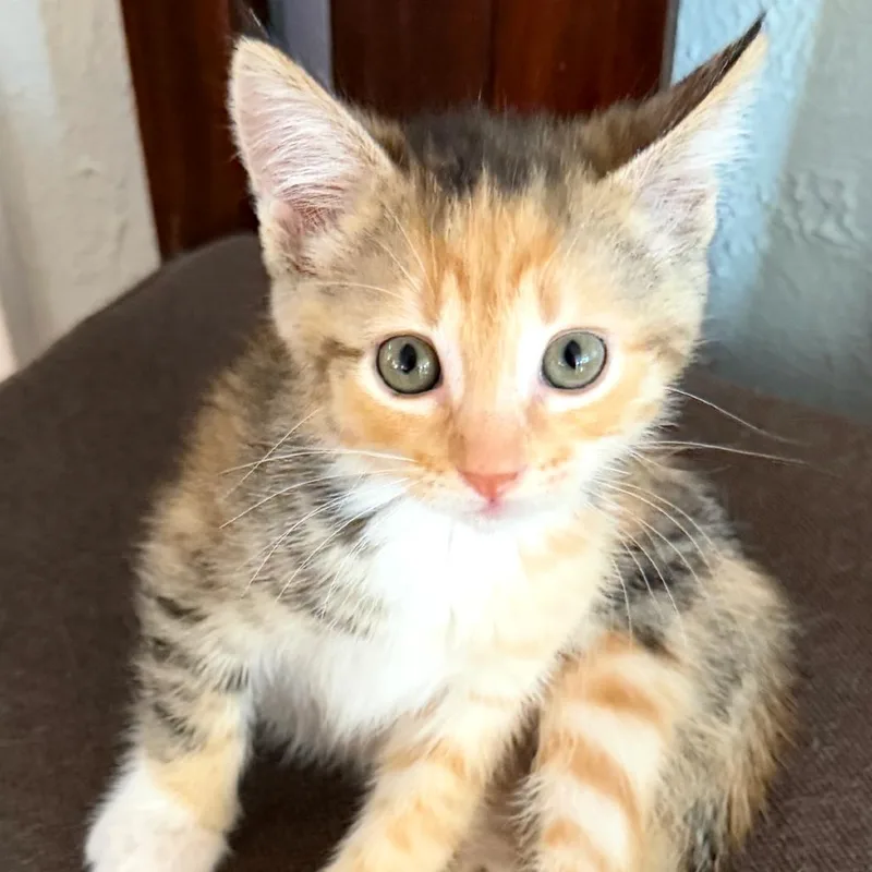 A baby small-sized female Tortoiseshell Domestic Short Hair cat named Britney for adoption in Woodinville, WA