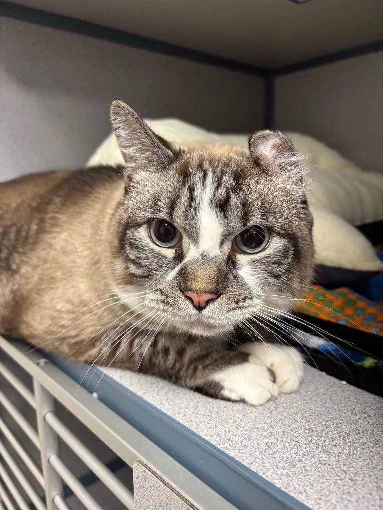 A young large-sized male Siamese cat named French Vanilla for adoption in Liverpool, NY