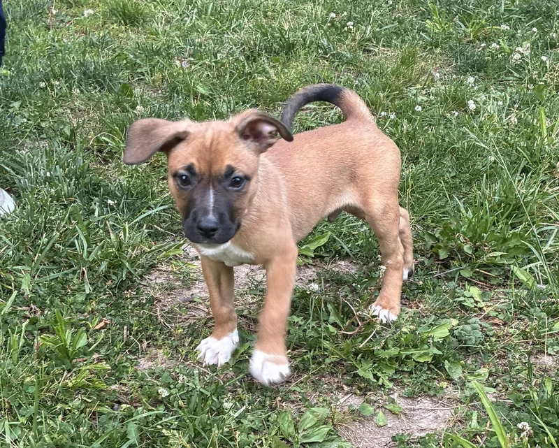 A baby medium-sized male Dachshund dog named Ronnie for adoption in Muskego, WI