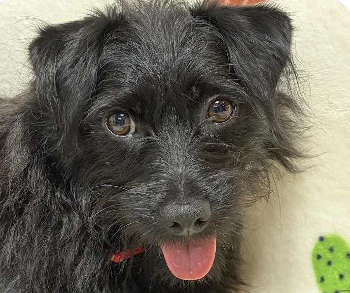 An adult small-sized female Terrier dog named Hailey for adoption in San Ramon, CA