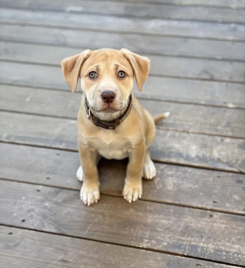 A baby large-sized female Labrador Retriever dog named Josie for adoption in Tarrytown, GA