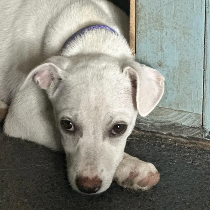 A baby medium-sized female White / Cream Shepherd dog named Annie for adoption in Baytown, TX