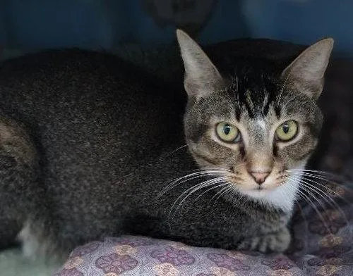 An adult medium-sized male Brown / Chocolate Domestic Short Hair cat named Winston Center for adoption in Oakland Park, FL