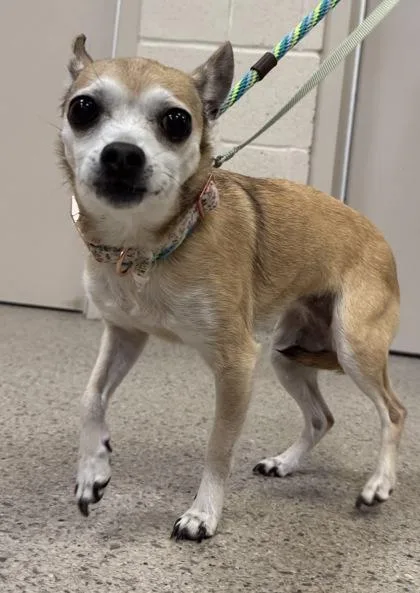A senior small-sized female Chihuahua dog named Bella Mae for adoption in Fishers, IN