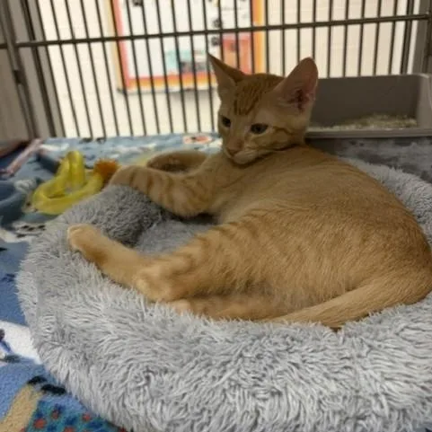 A baby medium-sized male Domestic Short Hair cat named Perry for adoption in Allen, TX