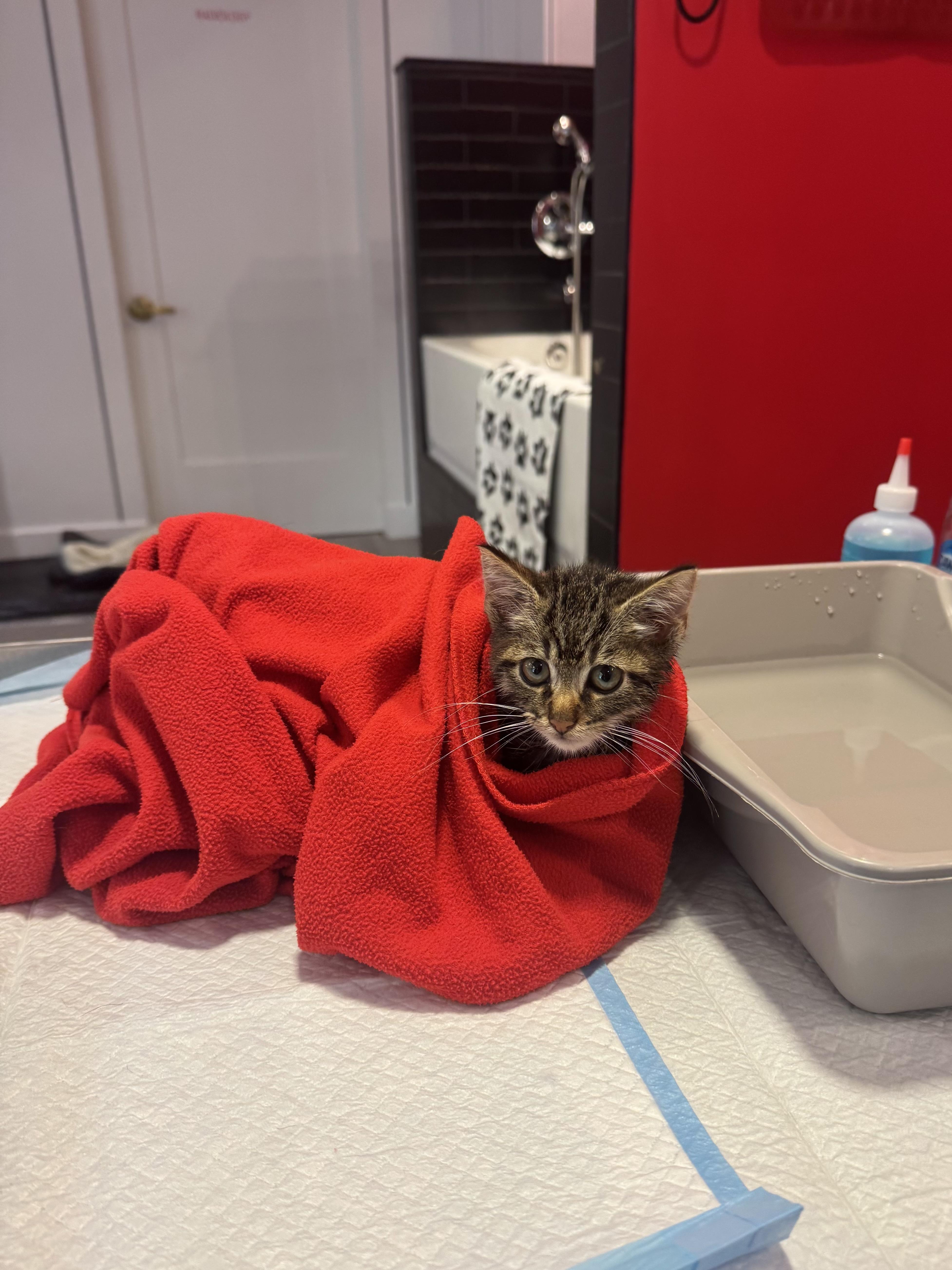 A baby large-sized male American Shorthair cat named Sawyer for adoption in Ramsey, NJ