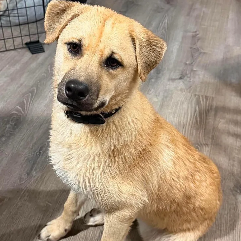 A young medium-sized male Shepherd dog named Schroeder for adoption in Las Vegas, NV