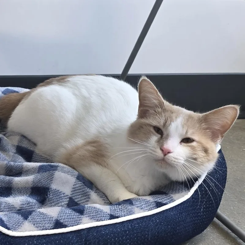 An adult medium-sized male Orange / Red Manx cat named Kang the Conqueror for adoption in Fort Wayne, IN