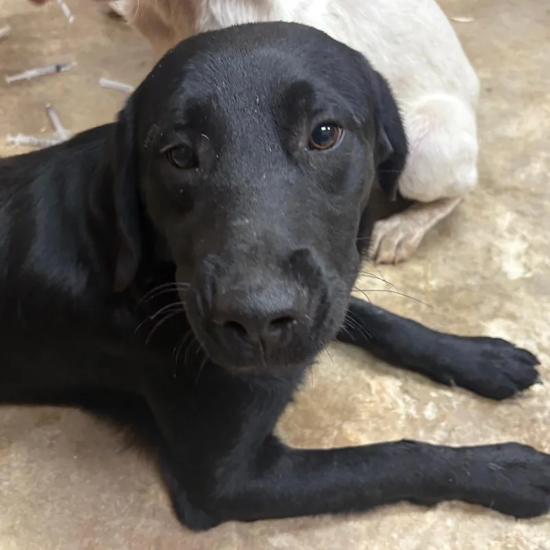 A young medium-sized male Black Labrador Retriever dog named Meda for adoption in West Point, MS