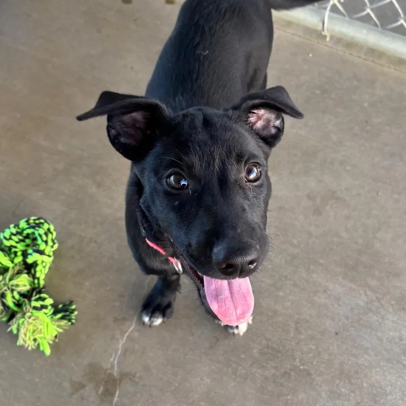 A baby small-sized female Black Mixed Breed dog named Penelope for adoption in Brookfield, WI