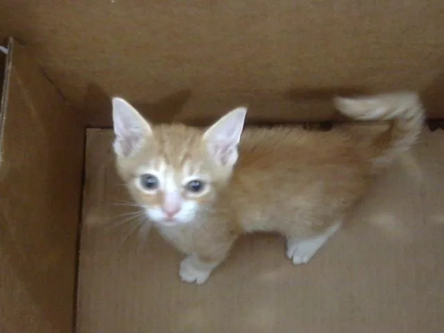 A baby medium-sized male Domestic Short Hair cat named Bongo for adoption in Dallas, TX