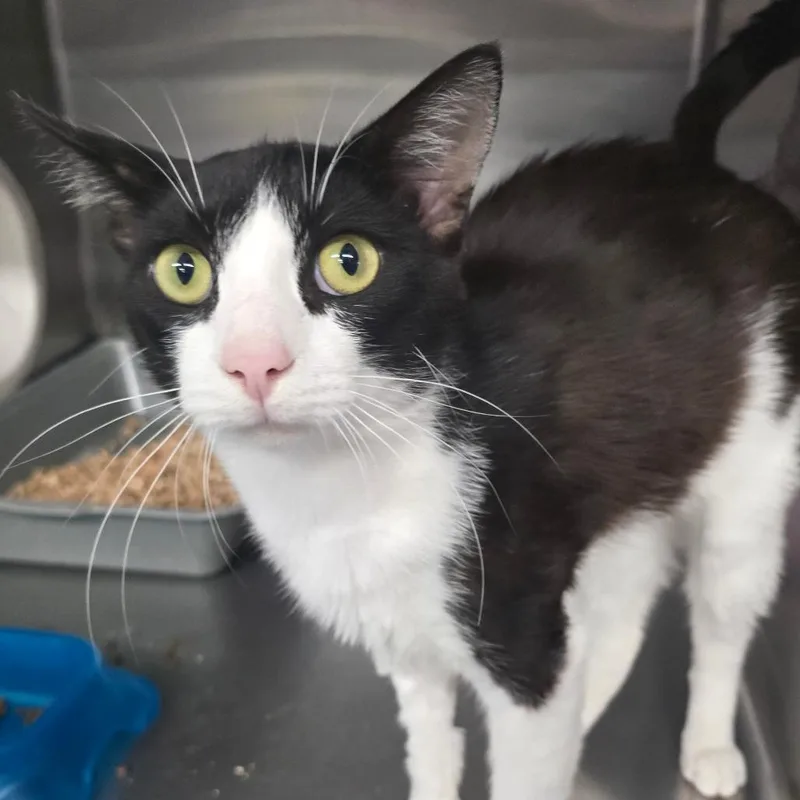A young medium-sized male Black Domestic Short Hair cat named Milo for adoption in Spokane, WA