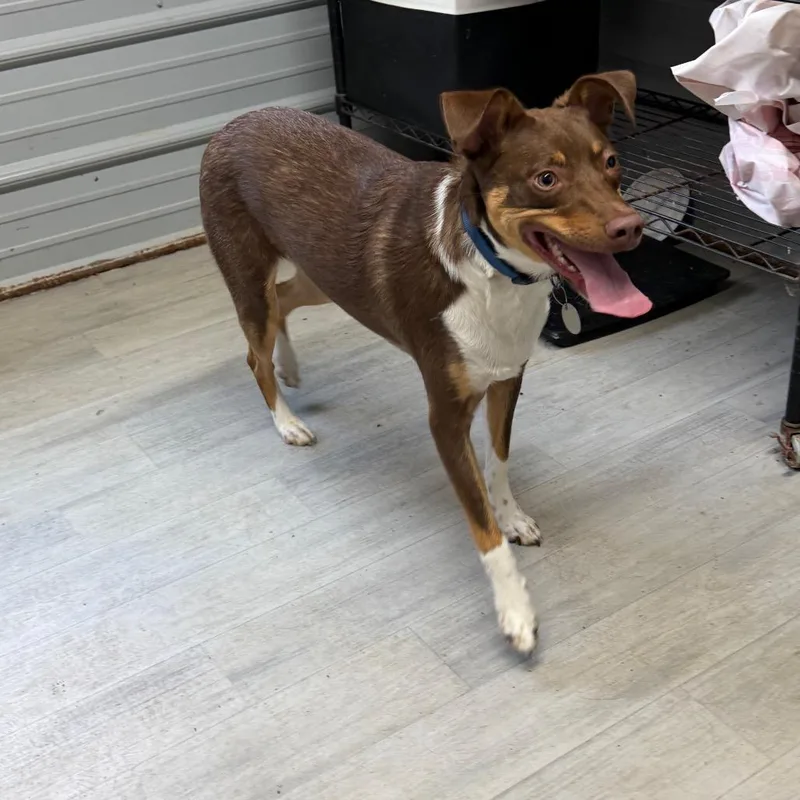 A young medium-sized male Brown / Chocolate Australian Shepherd dog named Ace for adoption in Princeton, KY