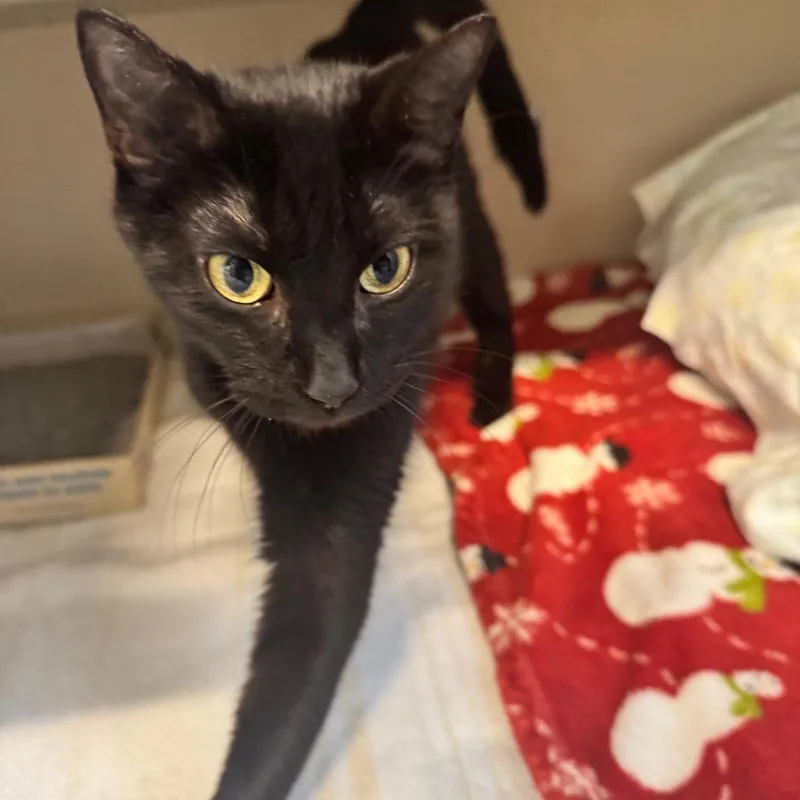 A young medium-sized female Black Domestic Short Hair cat named Celeste for adoption in Wheeling, IL