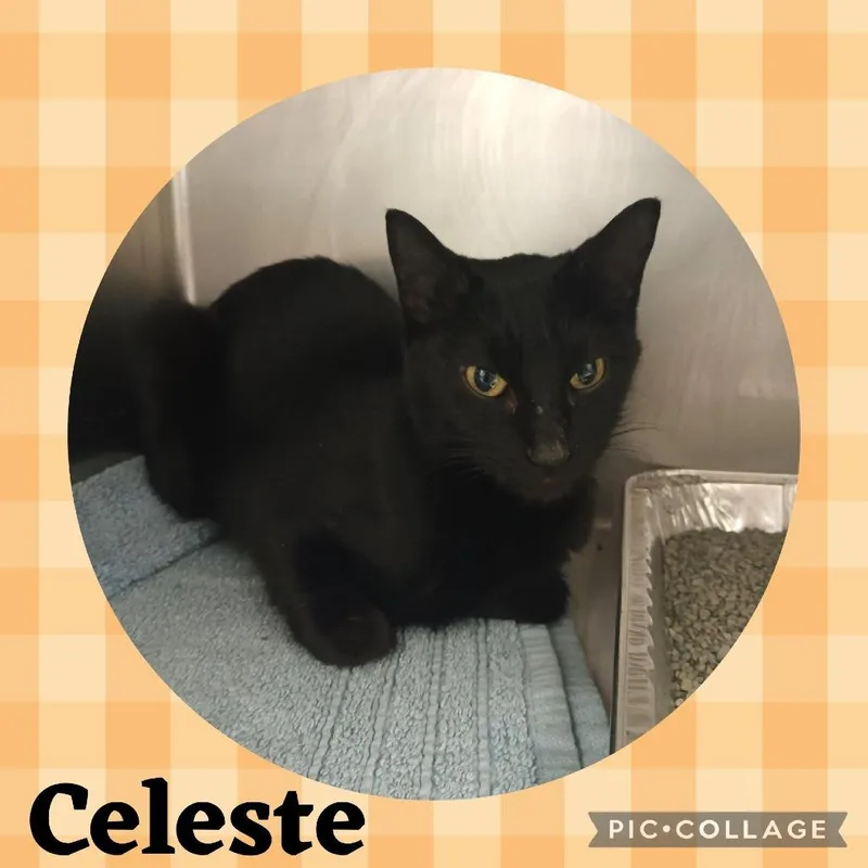 Celeste thumbnail 3