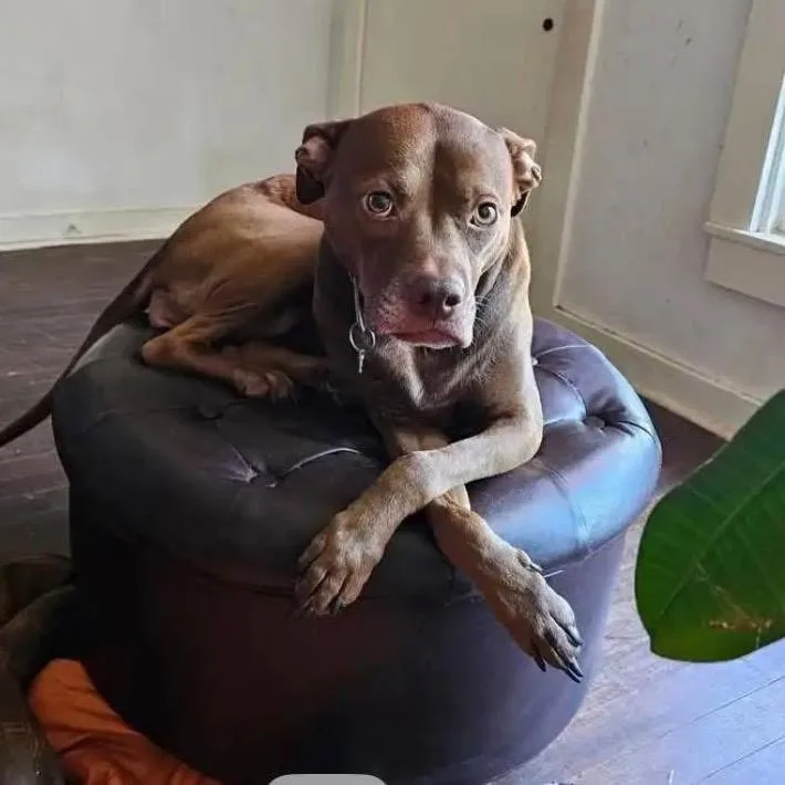 A senior medium-sized female Red / Chestnut / Orange Vizsla dog named Isadora for adoption in Spring Hill, KS