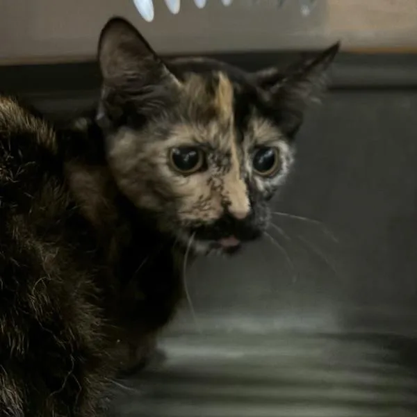 A baby medium-sized female Domestic Short Hair cat named Callie for adoption in Des Moines, IA