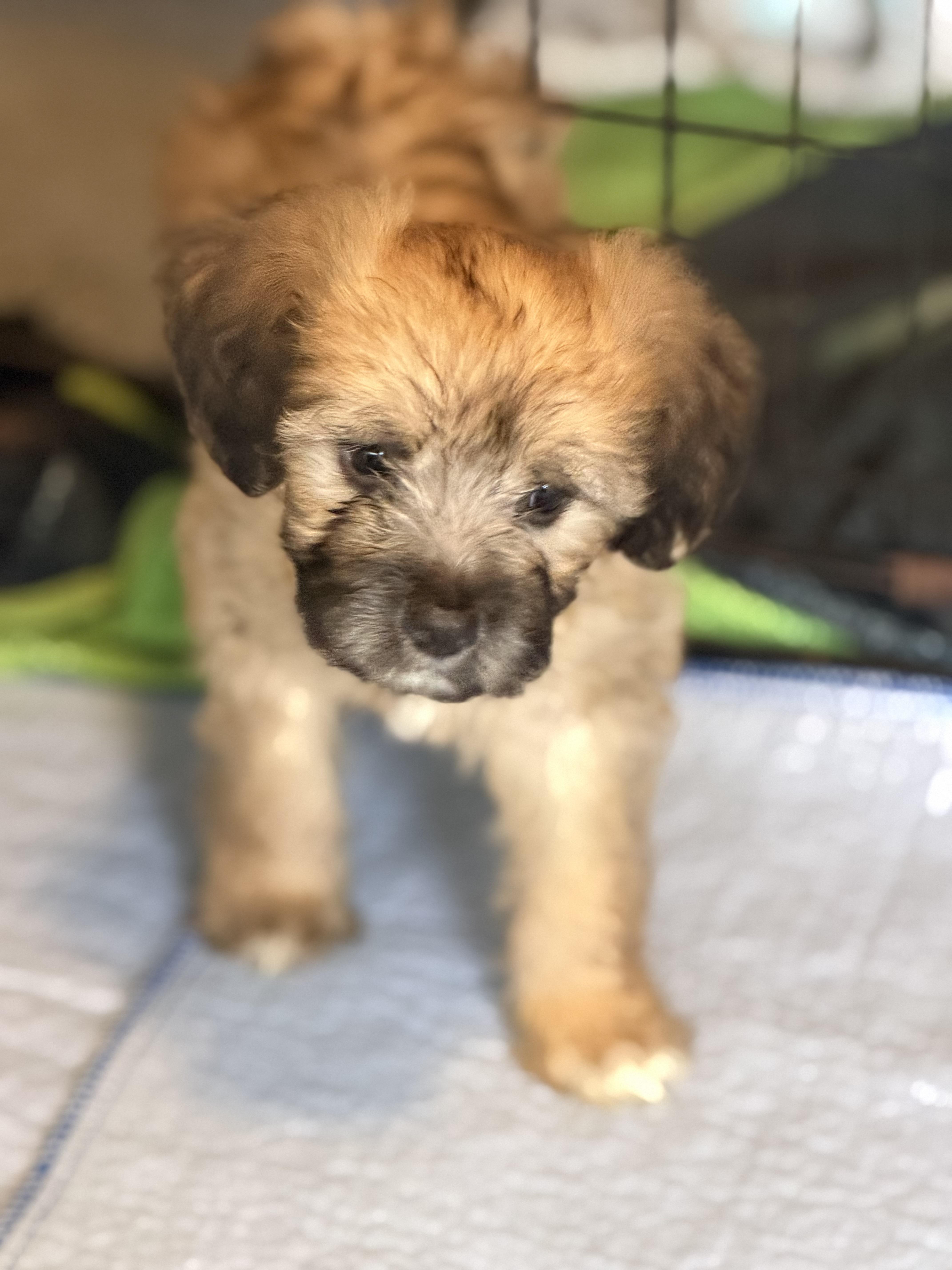 A baby small-sized female Poodle dog named Iggy for adoption in Burbank, CA