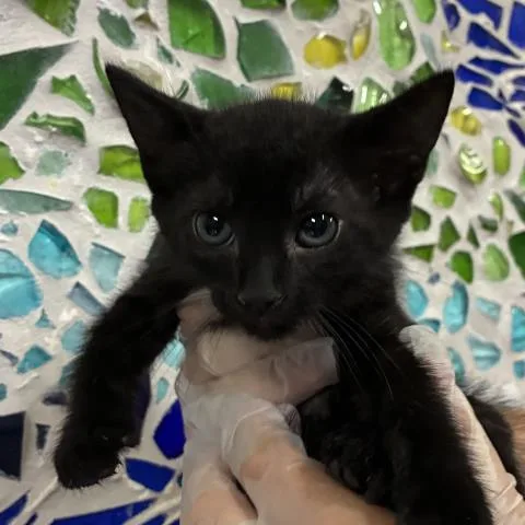 A baby medium-sized male Domestic Short Hair cat named Trevor for adoption in Pensacola, FL