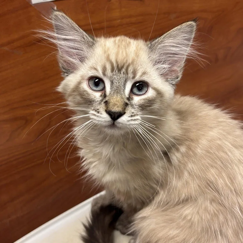 A baby medium-sized male Domestic Long Hair cat named Hopper for adoption in Sonora, CA