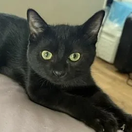 A baby small-sized male Domestic Medium Hair cat named Brownie for adoption in Santa Maria, CA