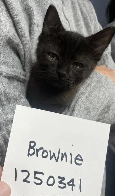 Brownie thumbnail 3
