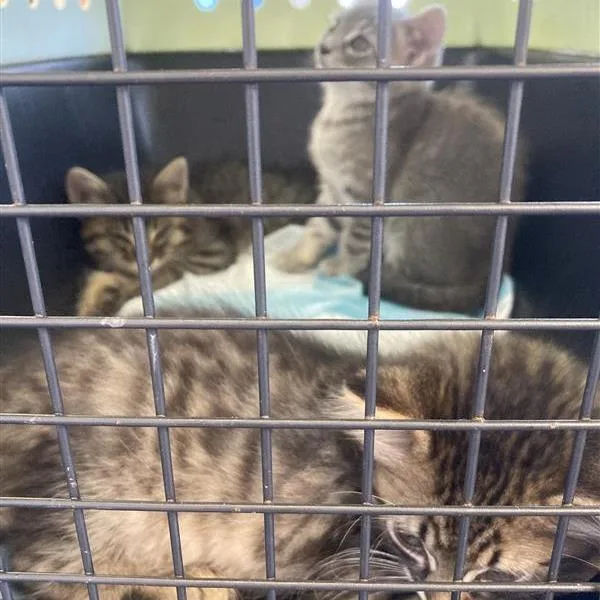 A baby small-sized male Brown / Chocolate Domestic Medium Hair cat named Ziti for adoption in Long Beach, CA