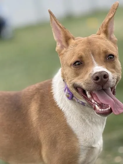 A young medium-sized female Red / Chestnut / Orange Cattle Dog dog named Gracie for adoption in Buena Vista, CO