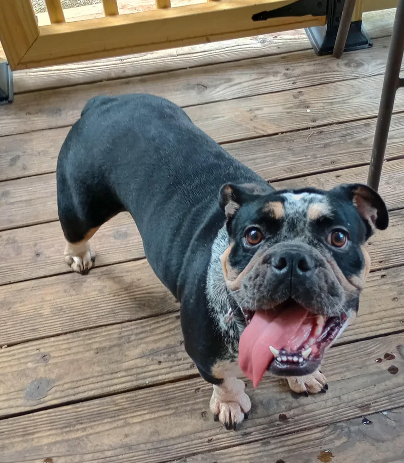 An adult medium-sized female Tricolor (Brown, Black, & White) English Bulldog dog named Fiona for adoption in Huntington, WV