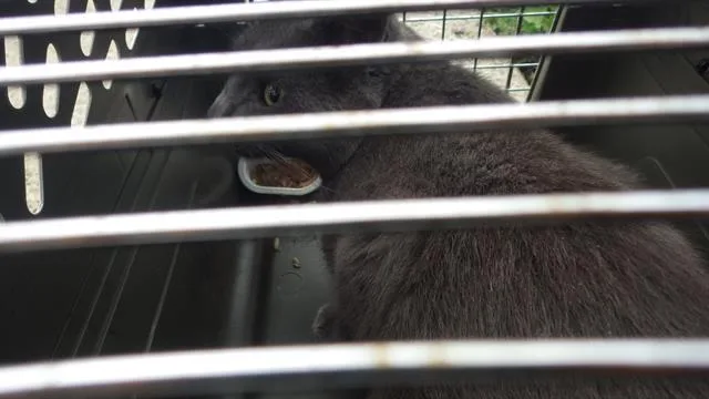 A young large-sized female Domestic Short Hair cat named Petrichor for adoption in Indianapolis, IN