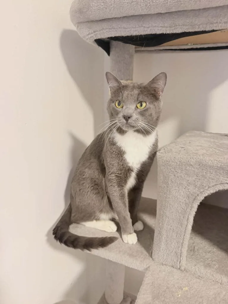 A young medium-sized male Domestic Short Hair cat named Remus Lupin for adoption in Hoover , AL