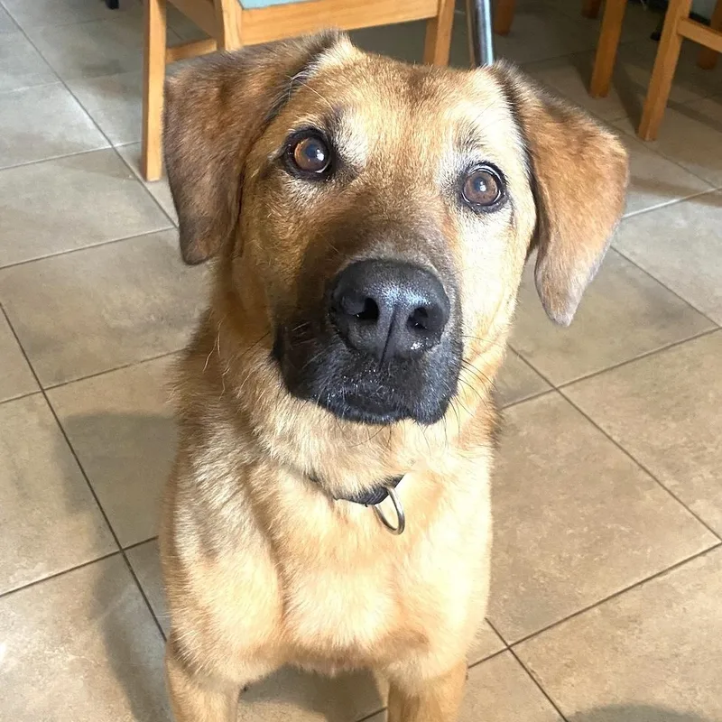 A young large-sized male Golden German Shepherd Dog dog named Frodo for adoption in Morristown, NJ