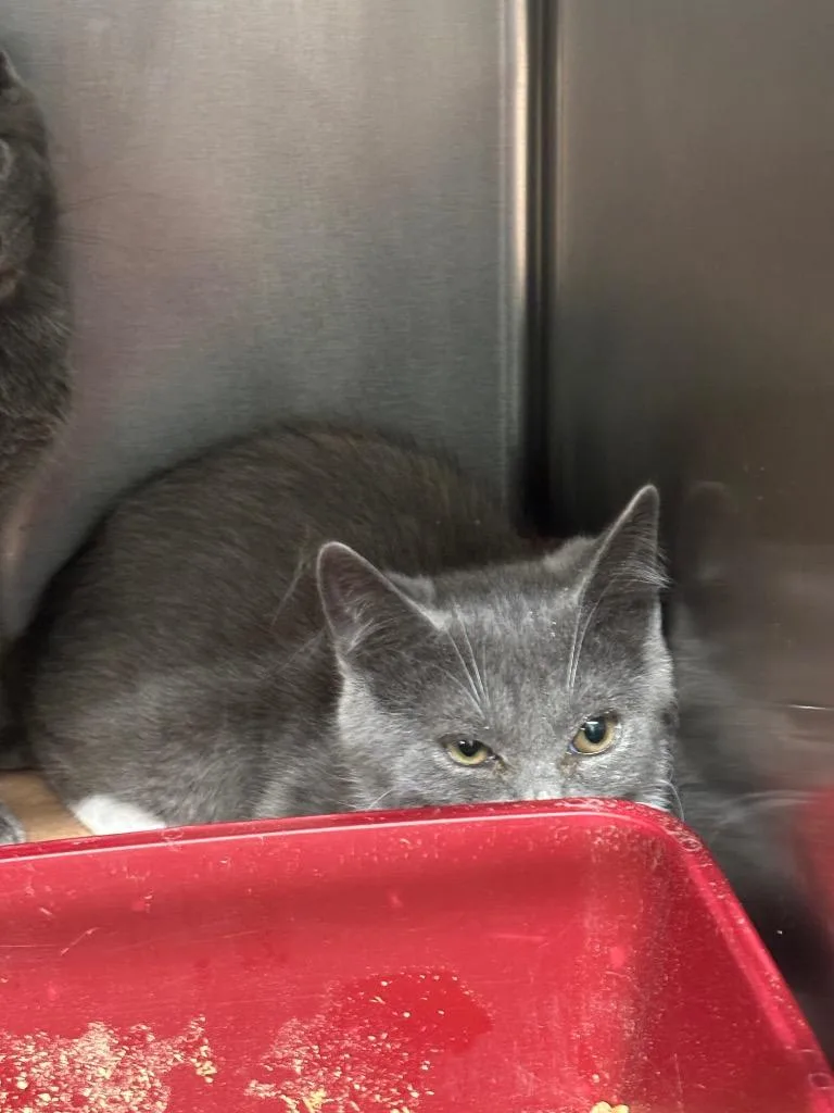 A baby small-sized male Domestic Short Hair cat named Mittens for adoption in Cartersville , GA