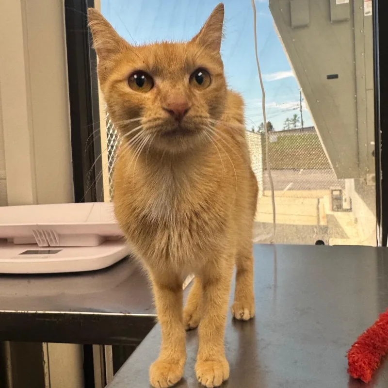 An adult small-sized female Orange / Red Domestic Short Hair cat named Insect for adoption in Columbiana, AL