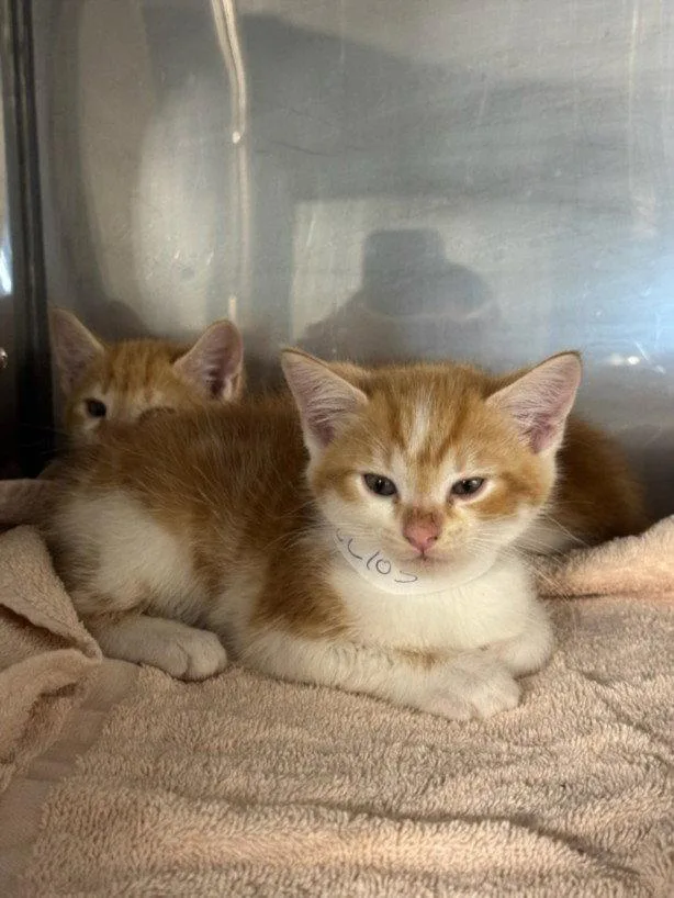A baby small-sized male Orange / Red Domestic Short Hair cat named A for adoption in Woodland, CA