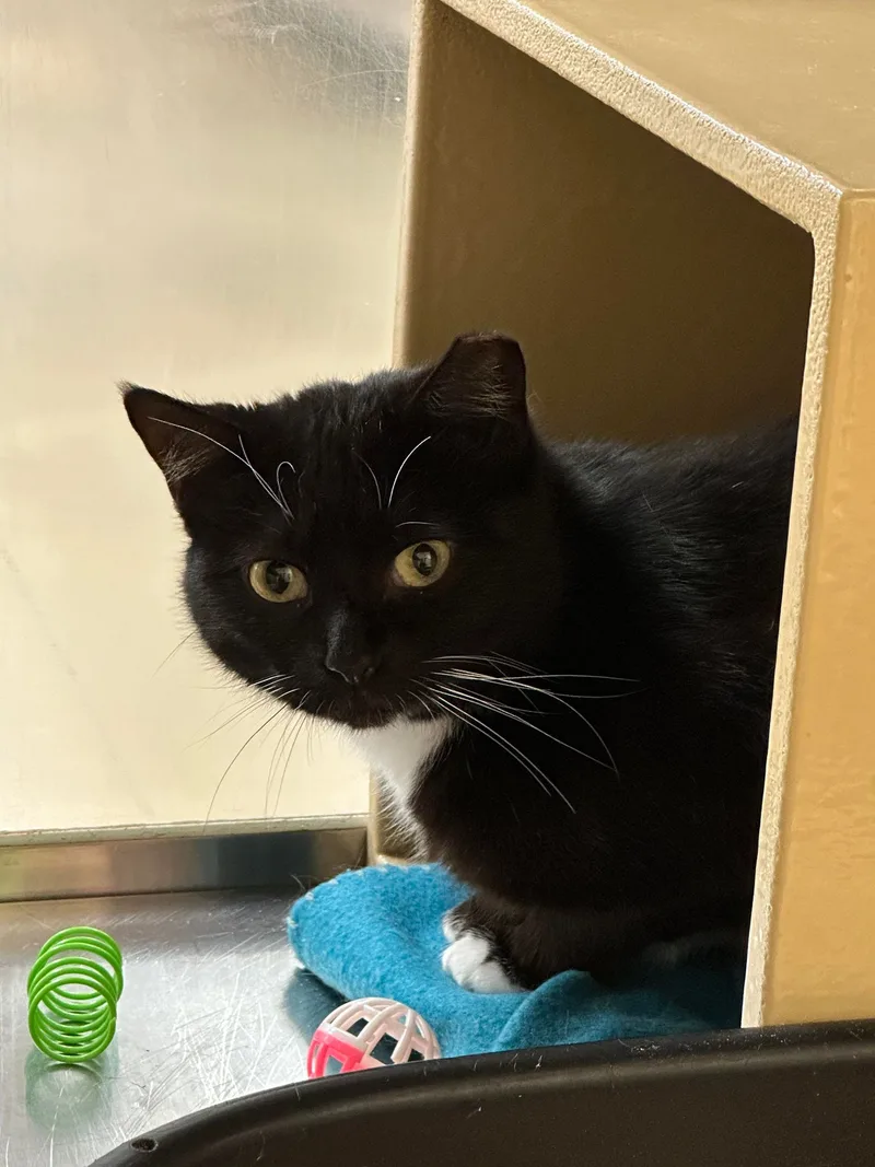 An adult medium-sized female Black & White / Tuxedo Tuxedo cat named Csi Catherine Willows for adoption in HEMET, CA