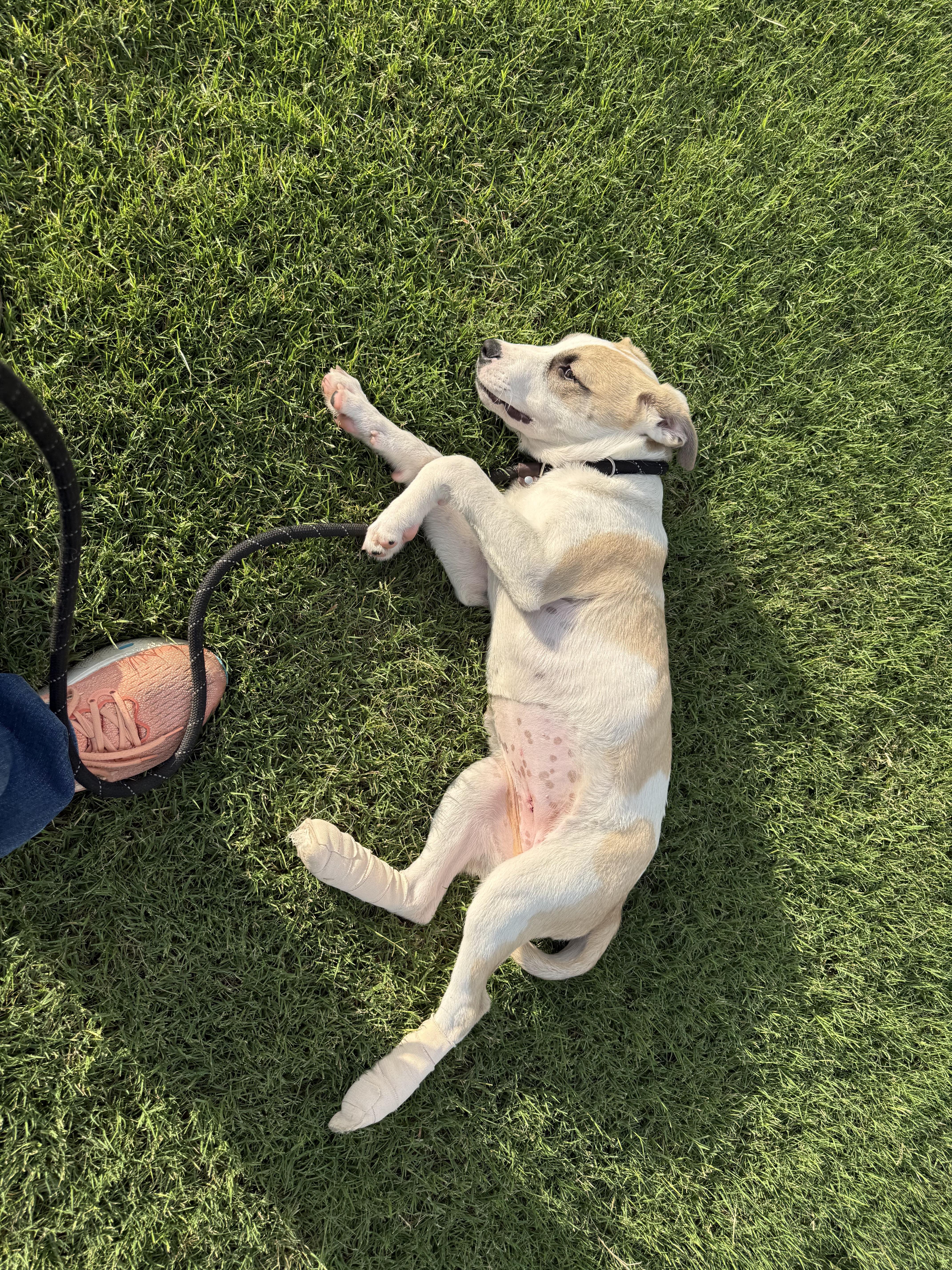 A young medium-sized female Yellow / Tan / Blond / Fawn Mixed Breed dog named Tinkerbell for adoption in Rossville, TN