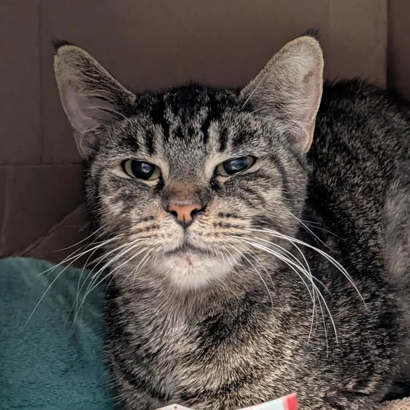 An adult medium-sized female Domestic Short Hair cat named Amaranth for adoption in Tacoma, WA
