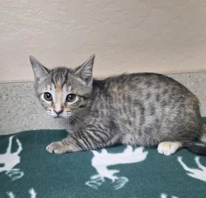 A young small-sized female Domestic Short Hair cat named Marie for adoption in Phoenix, AZ
